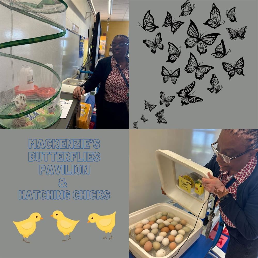  Butterflies Pavilion and Chicks are hatching